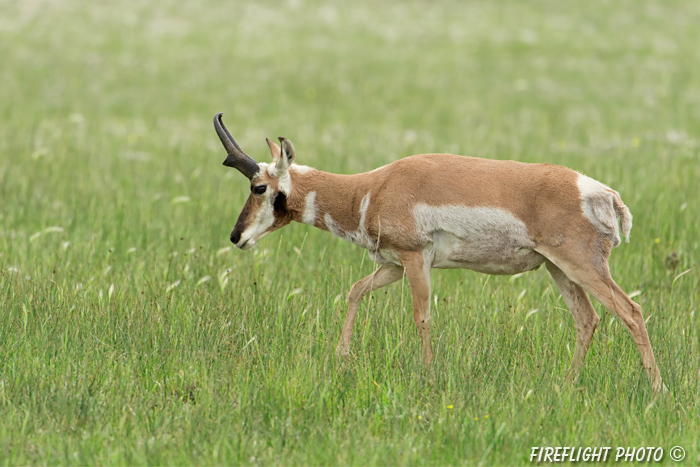 wildlife;pronghorn;Antilocapra americana;yellowstone;buck;grazing;Wyoming;D4