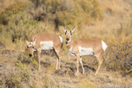 wildlife;pronghorn;Antilocapra-americana;yellowstone;grazing;Wyoming;D4