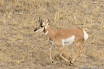 wildlife;pronghorn;Antilocapra-americana;yellowstone;buck;running;Wyoming;D4