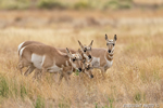 wildlife;pronghorn;Antilocapra-americana;yellowstone;grazing;Wyoming;D4