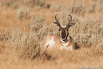 wildlife;pronghorn;Antilocapra-americana;yellowstone;buck;bedded-down;Wyoming;D4