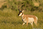 wildlife;pronghorn;Antilocapra-americana;yellowstone;buck;grazing;Wyoming;D4