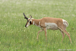 wildlife;pronghorn;Antilocapra-americana;yellowstone;buck;grazing;Wyoming;D4