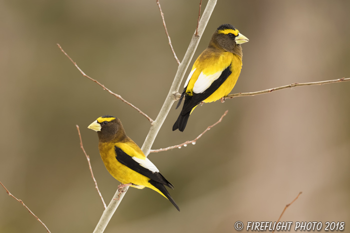 wildlife;bird;Evening Grosbeak;Coccothraustes vespertinus;Easton;NH;D5;800mm