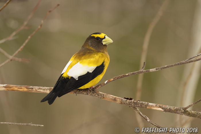 wildlife;bird;Evening Grosbeak;Coccothraustes vespertinus;Easton;NH;D5;800mm