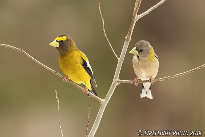 wildlife;bird;Evening Grosbeak;Coccothraustes vespertinus;Easton;NH;D5;800mm