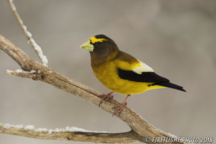 wildlife;bird;Evening Grosbeak;Coccothraustes vespertinus;Easton;NH;D5;800mm