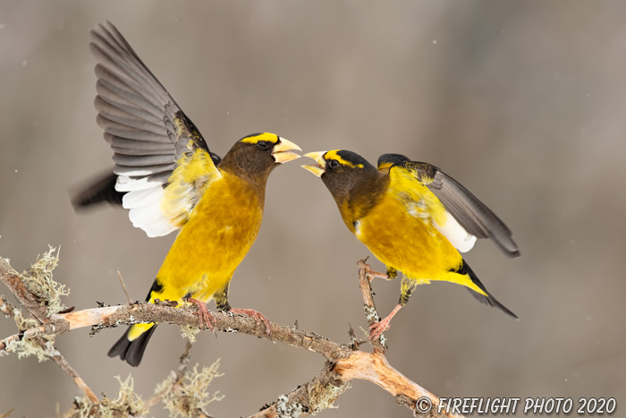 wildlife;bird;Evening Grosbeak;Coccothraustes vespertinus;Easton;NH;Snow;D5;400mm