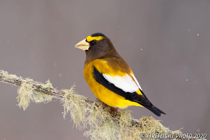 wildlife;bird;Evening Grosbeak;Coccothraustes vespertinus;Snow;Easton;NH;D5;400mm