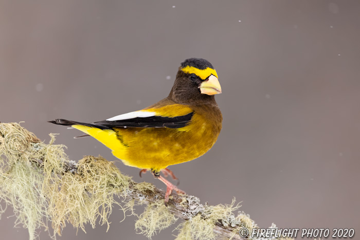 wildlife;bird;Evening Grosbeak;Coccothraustes vespertinus;Snow;Easton;NH;D5;400mm