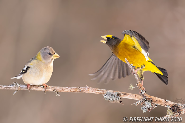 wildlife;bird;Evening Grosbeak;Coccothraustes vespertinus;Easton;NH;D5;400mm