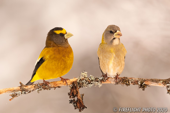 wildlife;bird;Evening Grosbeak;Coccothraustes vespertinus;Easton;NH;D5;400mm