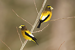 wildlife;bird;Evening-Grosbeak;Coccothraustes-vespertinus;Easton;NH;D5;800mm