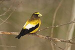 wildlife;bird;Evening-Grosbeak;Coccothraustes-vespertinus;Easton;NH;D5;800mm