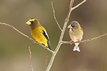 wildlife;bird;Evening-Grosbeak;Coccothraustes-vespertinus;Easton;NH;D5;800mm