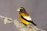 wildlife;bird;Evening-Grosbeak;Coccothraustes-vespertinus;Snow;Easton;NH;D5;400mm