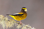 wildlife;bird;Evening-Grosbeak;Coccothraustes-vespertinus;Snow;Easton;NH;D5;400mm
