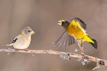 wildlife;bird;Evening-Grosbeak;Coccothraustes-vespertinus;Easton;NH;D5;400mm