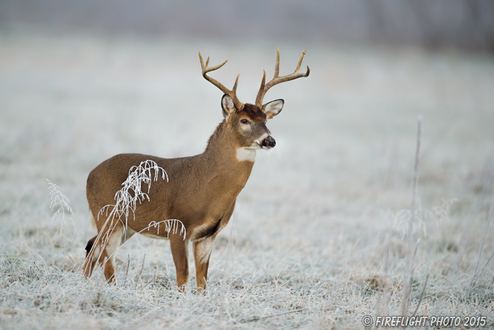 wildlife;Whitetail;Deer;Odocoileus virginianus;Cades Cove;Tennessee;TN;D4s;2015