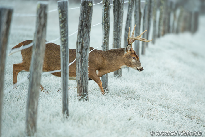 wildlife;Whitetail;Deer;Odocoileus virginianus;Cades Cove;Tennessee;TN;D4s;2015