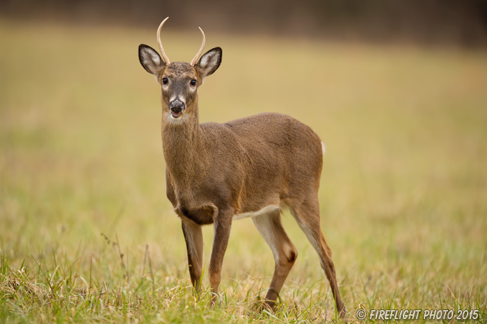 wildlife;Whitetail;Deer;Odocoileus virginianus;Cades Cove;Tennessee;TN;D4s;2015