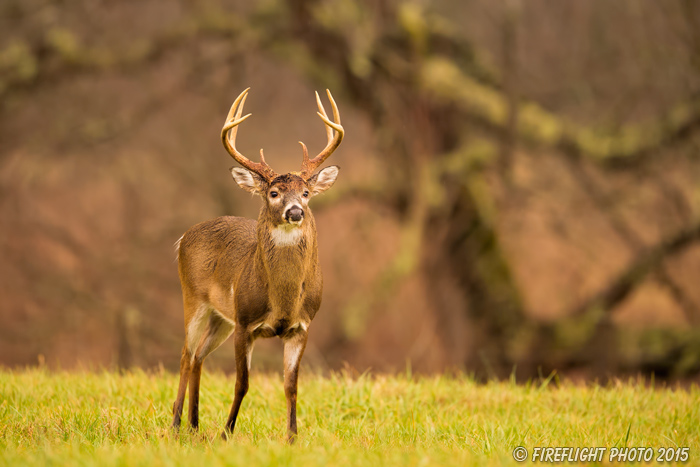 wildlife;Whitetail;Deer;Odocoileus virginianus;Cades Cove;Tennessee;TN;D4s;2015