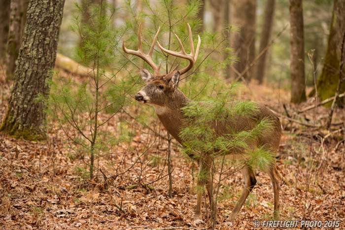 wildlife;Whitetail;Deer;Odocoileus virginianus;Cades Cove;Tennessee;TN;D4s;2015