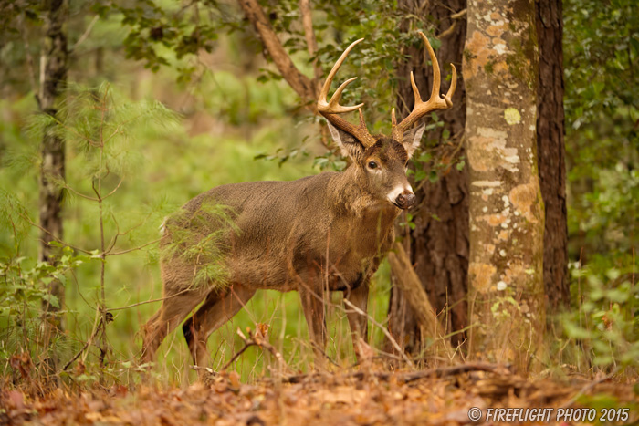 wildlife;Whitetail;Deer;Odocoileus virginianus;Cades Cove;Tennessee;TN;D4s;2015