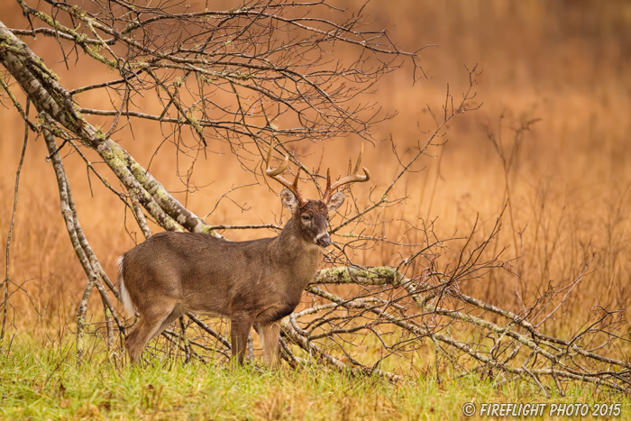 wildlife;Whitetail;Deer;Odocoileus virginianus;Cades Cove;Tennessee;TN;D4s;2015