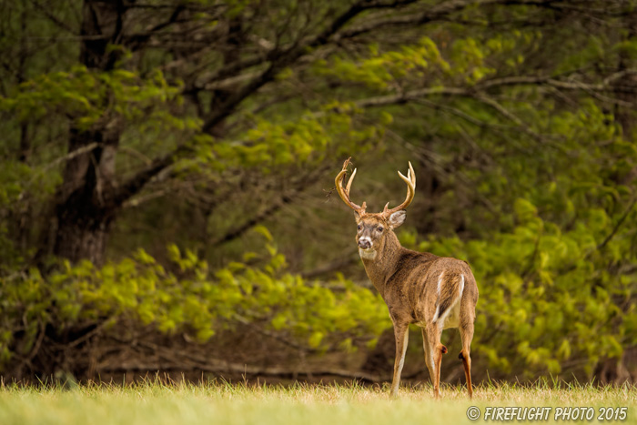 wildlife;Whitetail;Deer;Odocoileus virginianus;Cades Cove;Tennessee;TN;D4s;2015