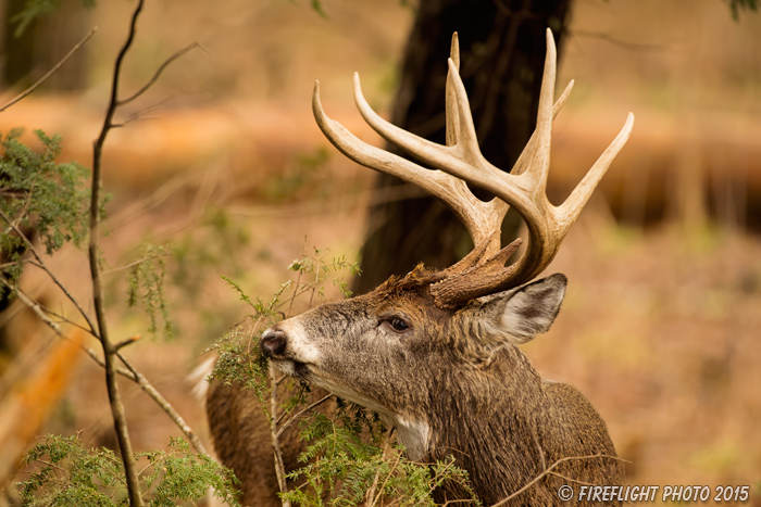 wildlife;Whitetail;Deer;Odocoileus virginianus;Cades Cove;Tennessee;TN;D4s;2015