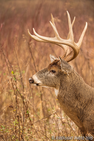 wildlife;Whitetail;Deer;Odocoileus virginianus;headshot;Tennessee;TN;D4s;2015