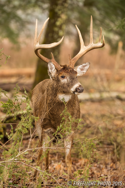 wildlife;Whitetail;Deer;Odocoileus virginianus;forest;Tennessee;TN;D4s;2015