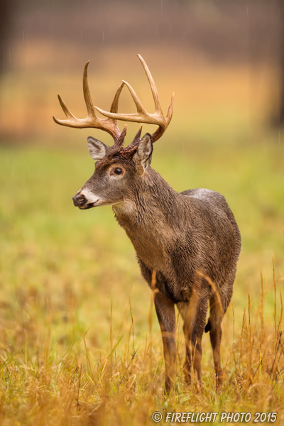 wildlife;Whitetail;Deer;Odocoileus virginianus;rain;Tennessee;TN;D4s;2015