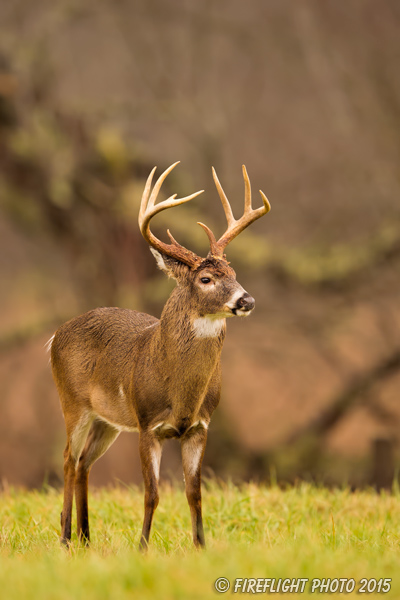 wildlife;Whitetail;Deer;Odocoileus virginianus;field;Cades Cove;Tennessee;TN;D4s;2015