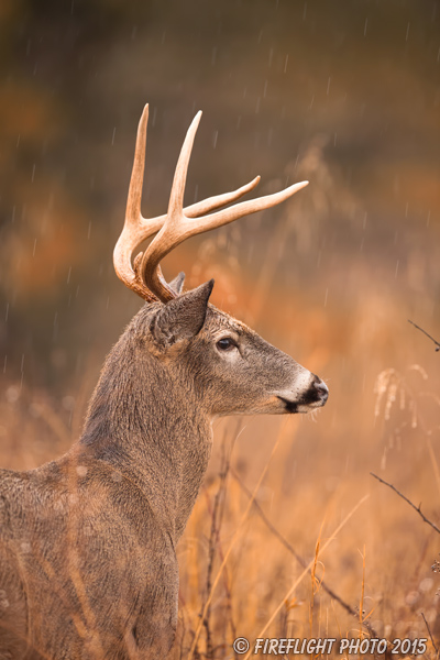 wildlife;Whitetail;Deer;Odocoileus virginianus;rain;headshot;Tennessee;TN;D4s;2015