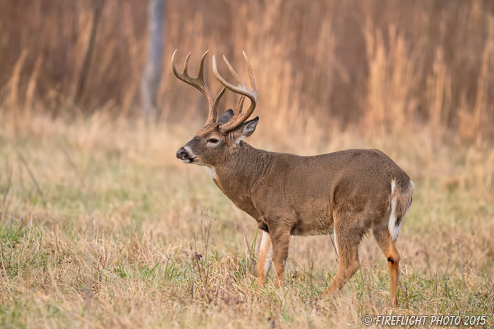 wildlife;Whitetail;Deer;Odocoileus virginianus;Cades Cove;Tennessee;TN;D4s;2015
