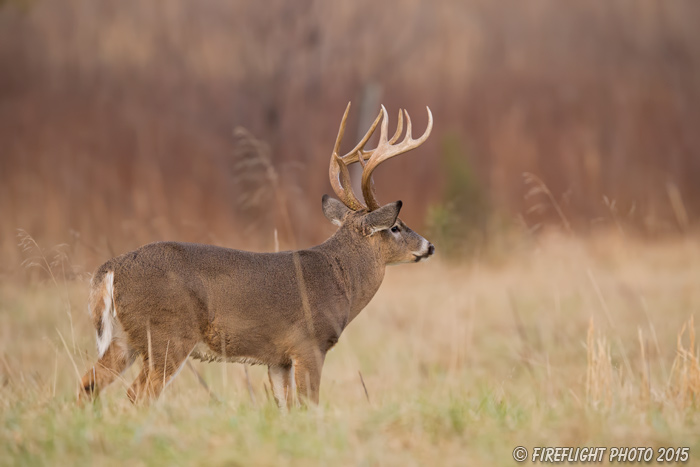 wildlife;Whitetail;Deer;Odocoileus virginianus;Cades Cove;Tennessee;TN;D4s;2015