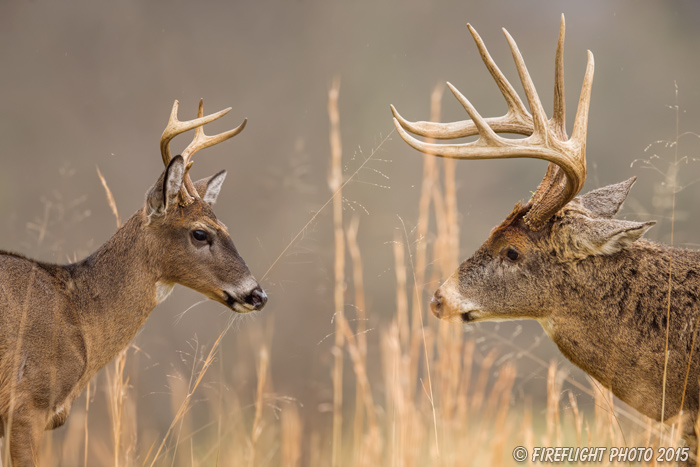 wildlife;Whitetail;Deer;Odocoileus virginianus;Cades Cove;Tennessee;TN;D4s;2015