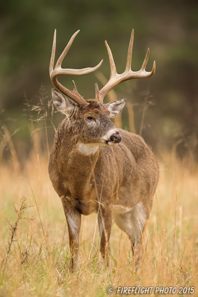 wildlife;Whitetail;Deer;Odocoileus virginianus;Buck;Grass;Tennessee;TN;D4s;2015