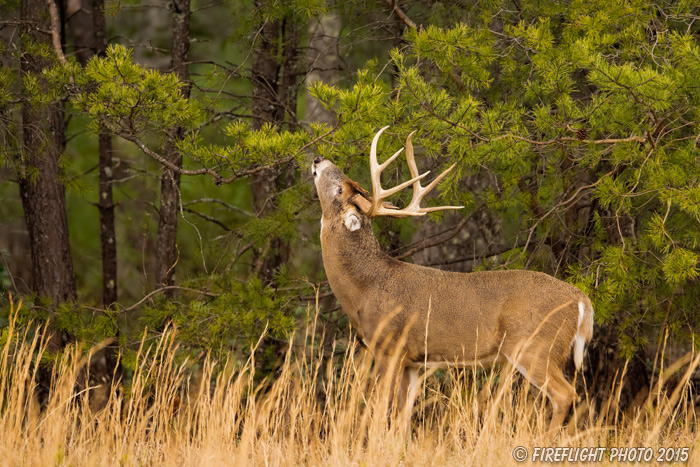 wildlife;Whitetail;Deer;Odocoileus virginianus;Tree;Reaching;Tennessee;TN;D4s;2015