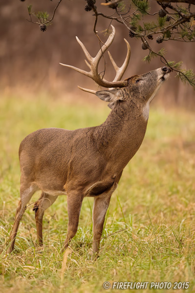 wildlife;Whitetail;Deer;Odocoileus virginianus;Tree;Reaching;Tennessee;TN;D4s;2015