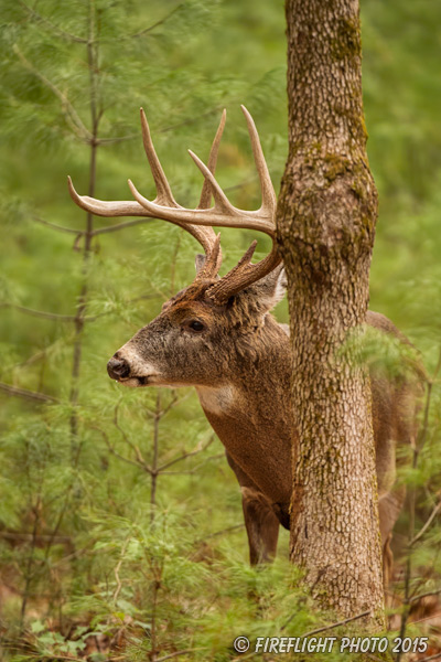 wildlife;Whitetail;Deer;Odocoileus virginianus;Tree;Woods;Tennessee;TN;D4s;2015