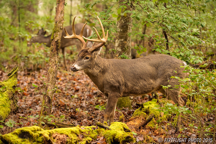 wildlife;Whitetail;Deer;Odocoileus virginianus;Woods;Tennessee;TN;D4s;2015