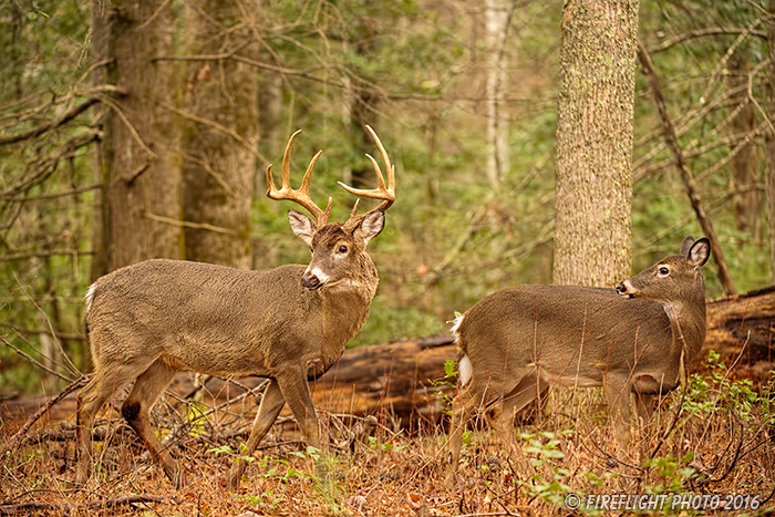 wildlife;Whitetail;Deer;Odocoileus virginianus;Buck;Doe;Tennessee;TN;D4s;2015