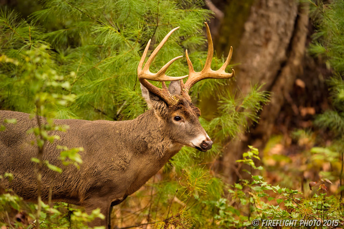 wildlife;Whitetail;Deer;Odocoileus virginianus;Woods;Tennessee;TN;D4s;2015