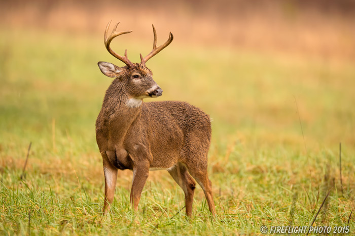 wildlife;Whitetail;Deer;Odocoileus virginianus;field;grass;Tennessee;TN;D4s;2015