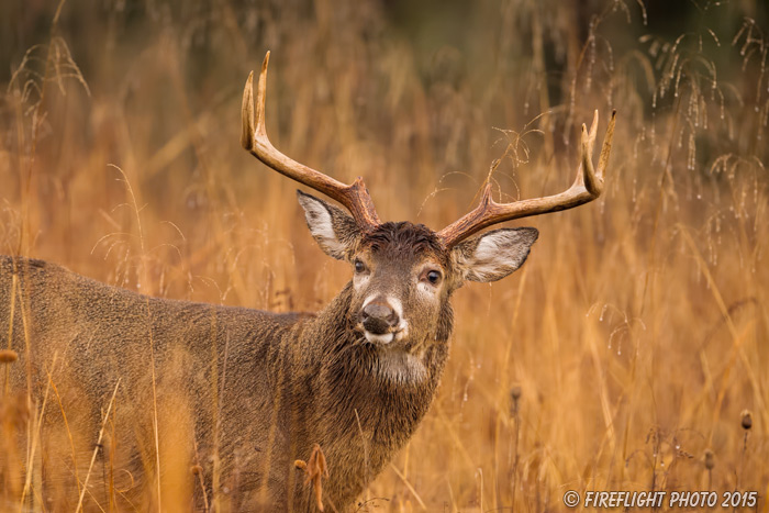wildlife;Whitetail;Deer;Odocoileus virginianus;rain;field;Tennessee;TN;D4s;2015