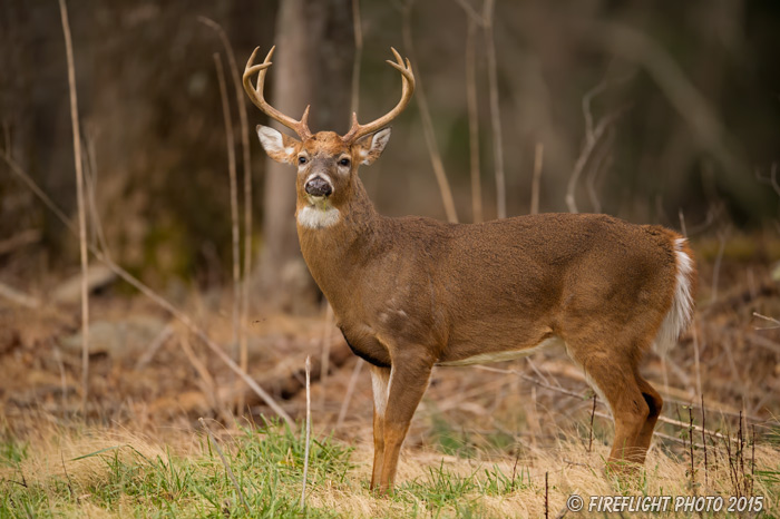 wildlife;Whitetail;Deer;Odocoileus virginianus;field;woods;Tennessee;TN;D4s;2015