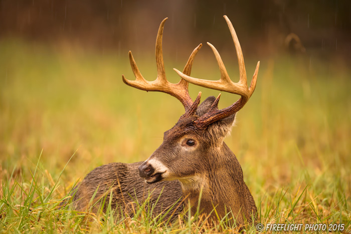 wildlife;Whitetail;Deer;Odocoileus virginianus;Rain;Bedded Down;Tennessee;TN;D4s;2015
